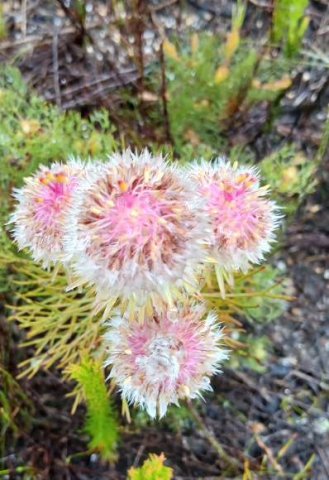 Serruria phylicoides